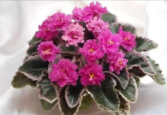 “美丽、真爱永久远！”室内花卉皇后——非洲紫罗兰的养护要点