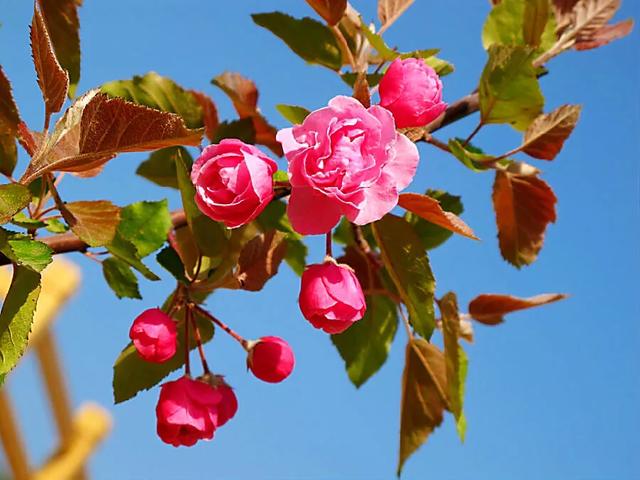 白兰地海棠～一种让人惊艳的海棠花