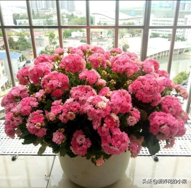 长寿花老桩开花量少？方法对了，开花爆盆更加容易