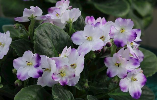 “美丽、真爱永久远！”室内花卉皇后——非洲紫罗兰的养护要点