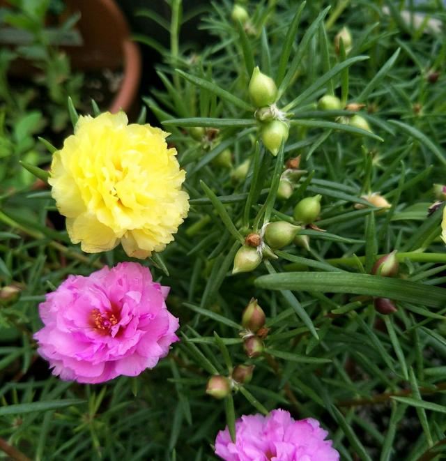 懒人爱花就养一盆太阳花，花开四季持续300天，1盆可以变100盆