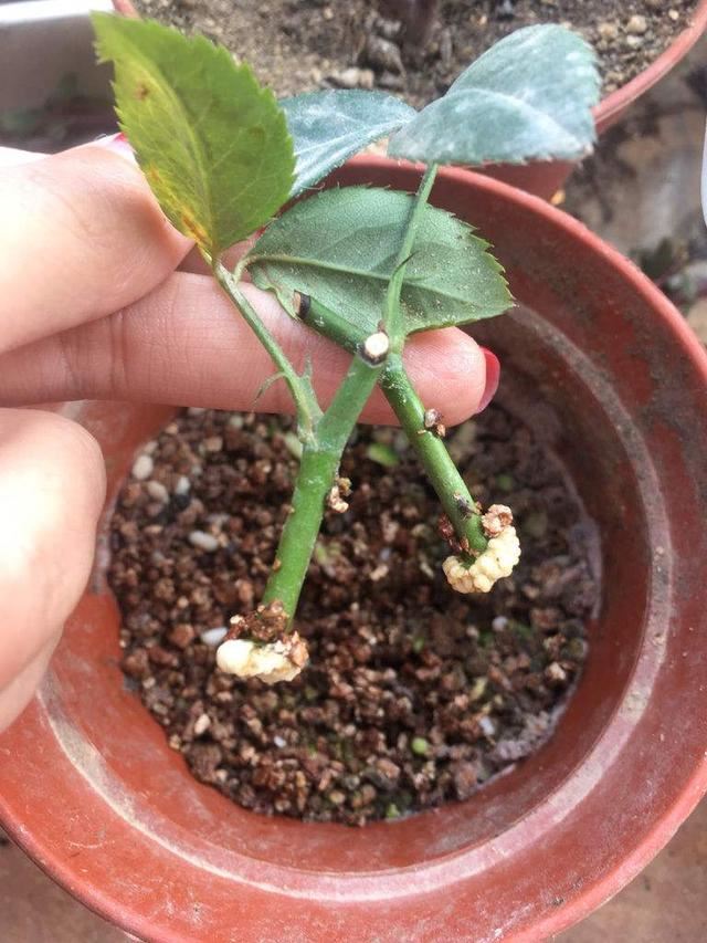 春天省钱了买花钱，这3种学会繁殖技巧，要多少盆都行