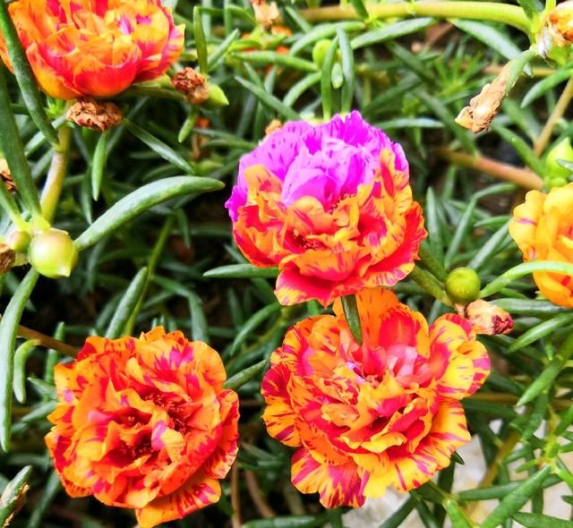 懒人爱花就养一盆太阳花，花开四季持续300天，1盆可以变100盆