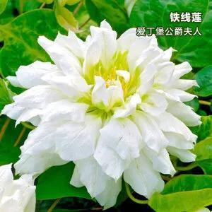重瓣铁线莲~茎如铁线,花开如莲 重瓣铁线莲~茎如铁线,花开如莲