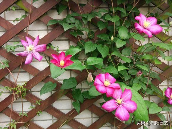 早春适合养铁线莲，4个“实用”小技巧，促花芽，夏天开成花墙