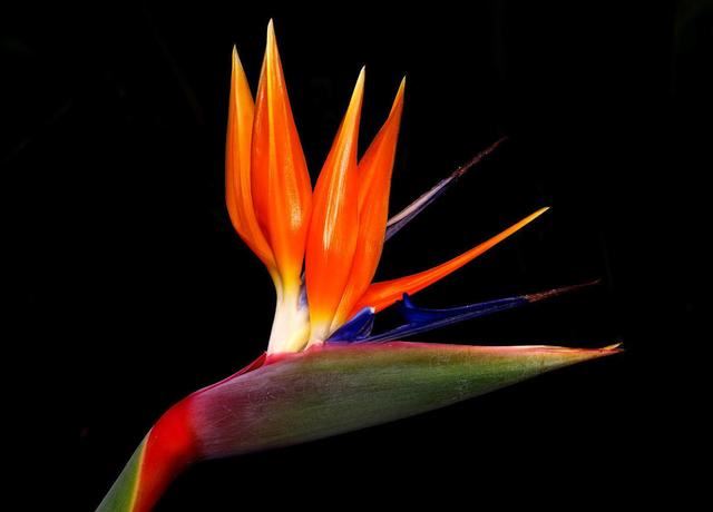 鹤望兰分株繁殖，当年就可以观赏花开，不用再等5年