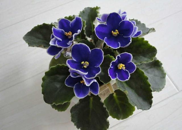 “美丽、真爱永久远！”室内花卉皇后——非洲紫罗兰的养护要点