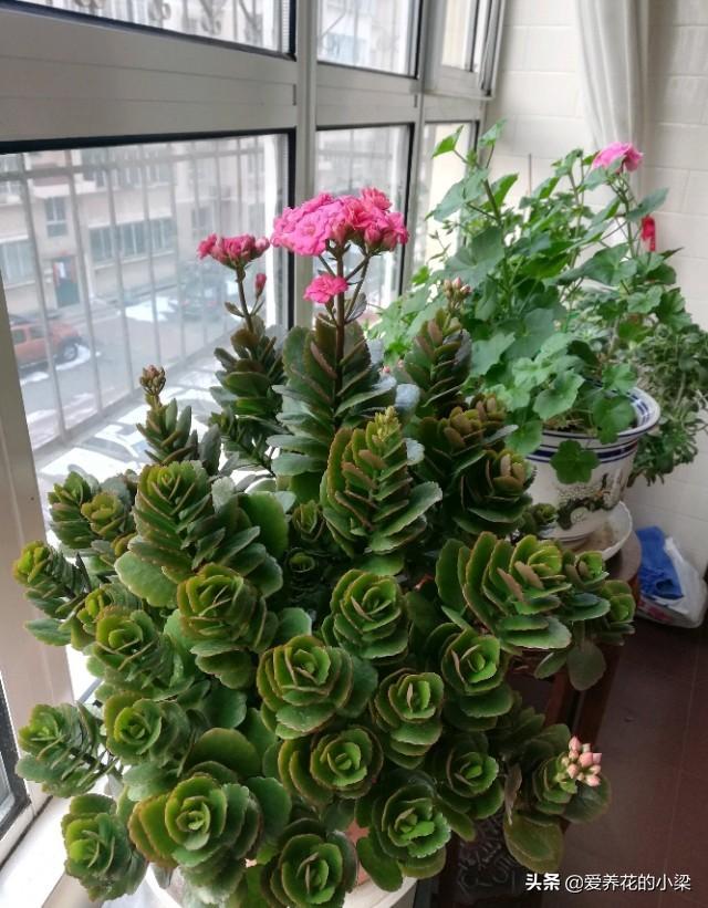 长寿花老桩开花量少？方法对了，开花爆盆更加容易