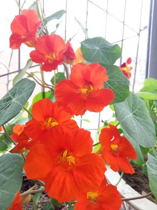 花色灿烂的旱金莲，叶子像铜钱草，想要养好得注意这“7点”