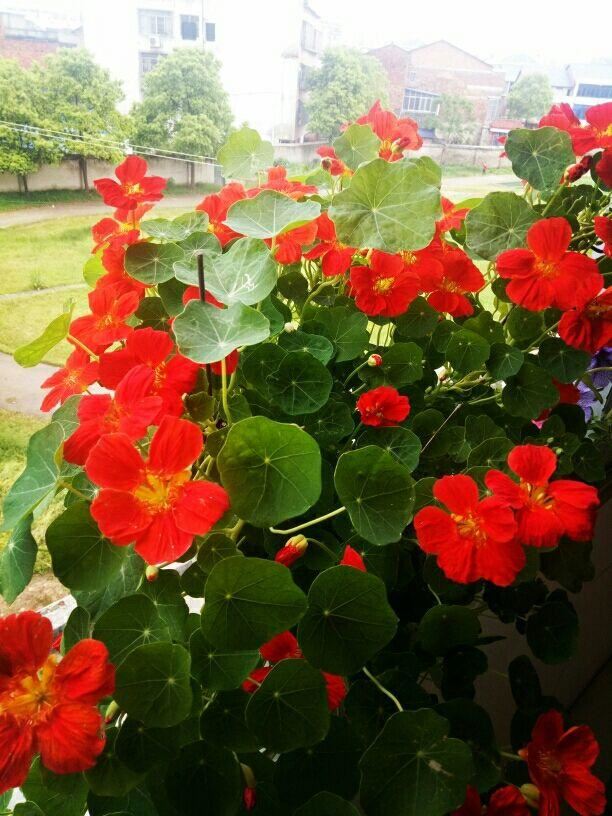 花色灿烂的旱金莲，叶子像铜钱草，想要养好得注意这“7点”