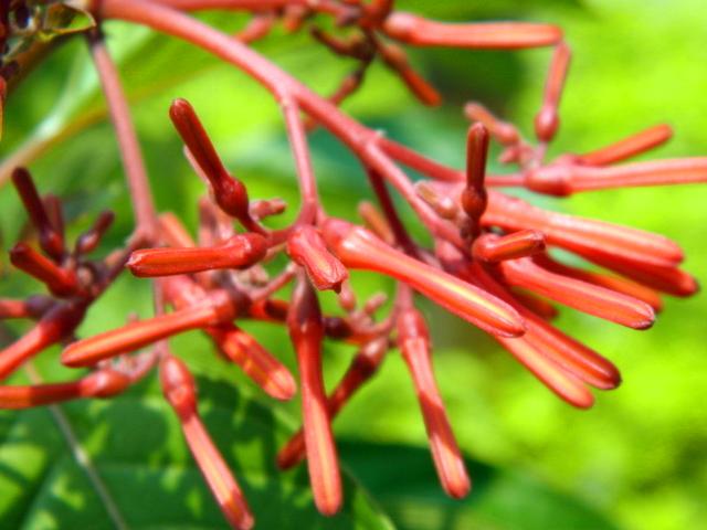 花形奇特的三种“红色”花卉,为冬日增加火热色彩,养好全年开花 花形奇特的三种“红色”花卉,为冬日增加火热色彩,养好全年开花