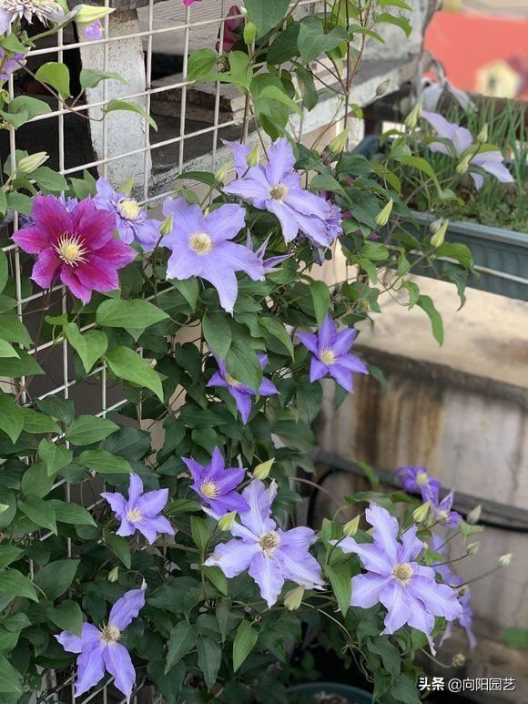 早春适合养铁线莲，4个“实用”小技巧，促花芽，夏天开成花墙