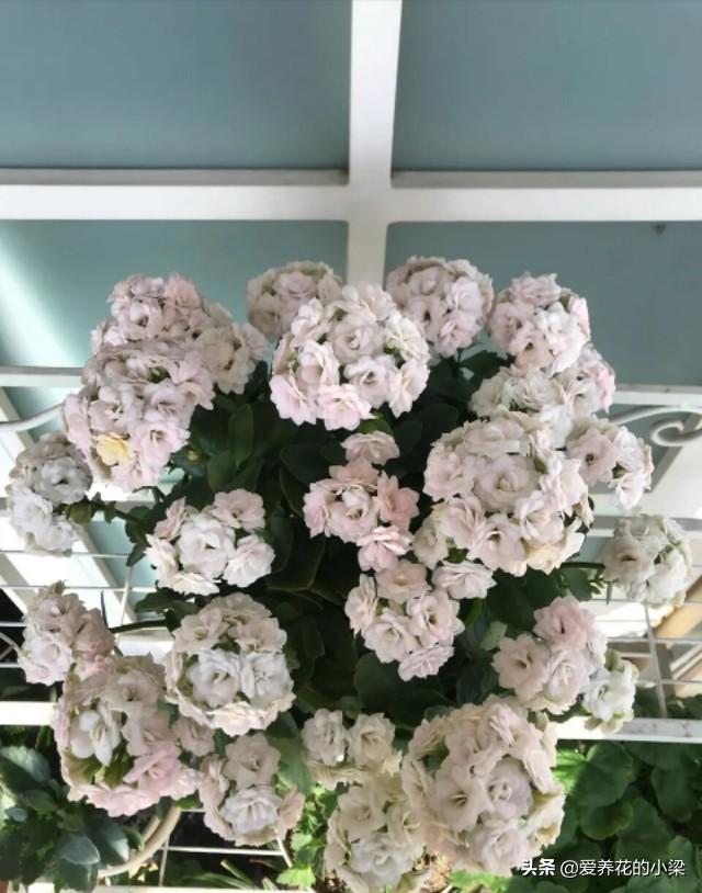 长寿花老桩开花量少？方法对了，开花爆盆更加容易