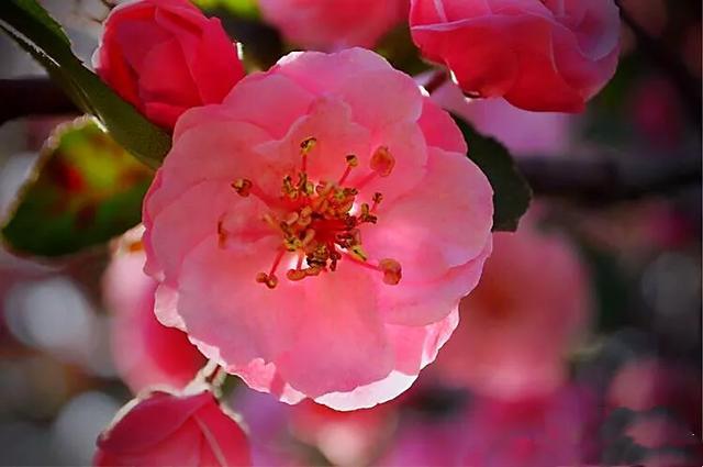 白兰地海棠～一种让人惊艳的海棠花