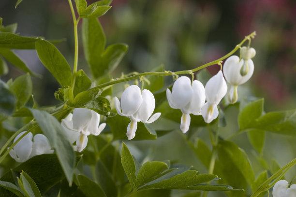 花中之王的另外一面
