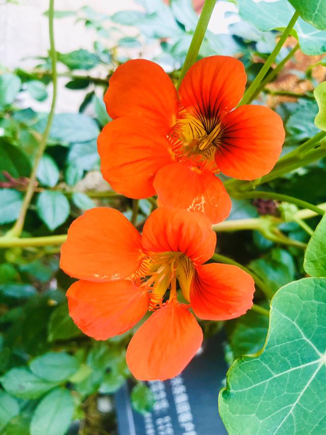 花色灿烂的旱金莲，叶子像铜钱草，想要养好得注意这“7点”