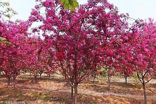 白兰地海棠～一种让人惊艳的海棠花