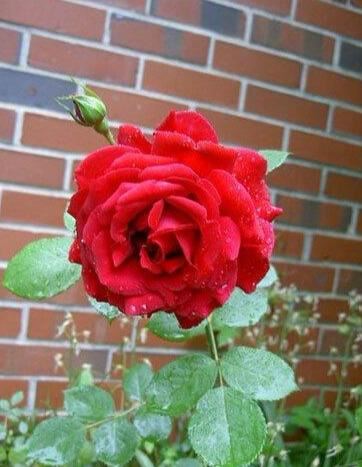 月季朱墨双辉花色墨红香味特殊浓郁醉人是上等的香料原料