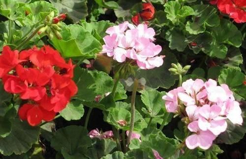 开春变暖要扦插，这2种花沾水冒根，养在家里赏心悦目