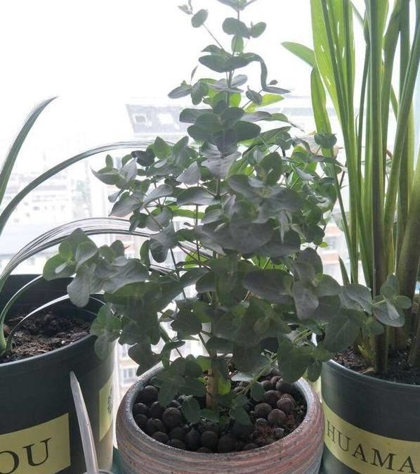 如何养殖尤加利盆栽"显气质"？多注意4个问题，不开花也耐看