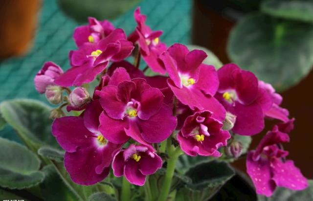 “美丽、真爱永久远！”室内花卉皇后——非洲紫罗兰的养护要点