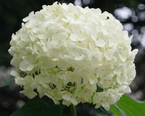 养绣球花要靠“经验”，学会施肥“小秘诀”，蹿芽快开花多