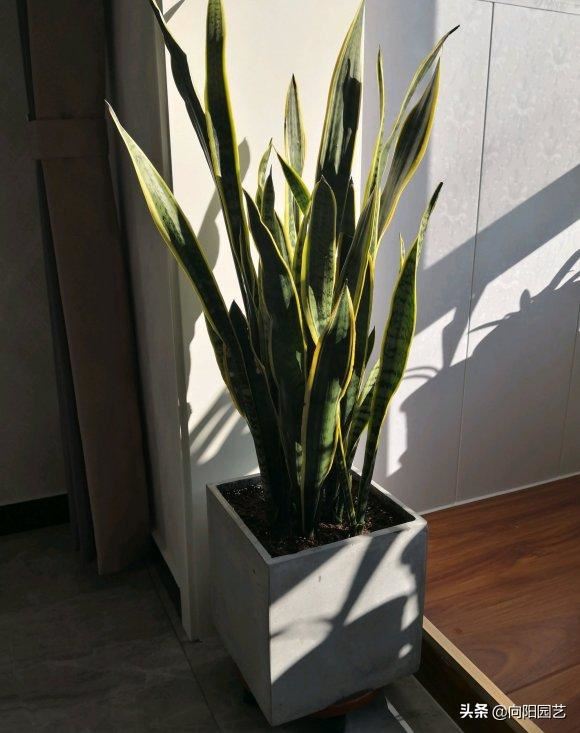 春季养虎皮兰，换土，施肥不可少，撒点“羊屎蛋”，蹿20公分