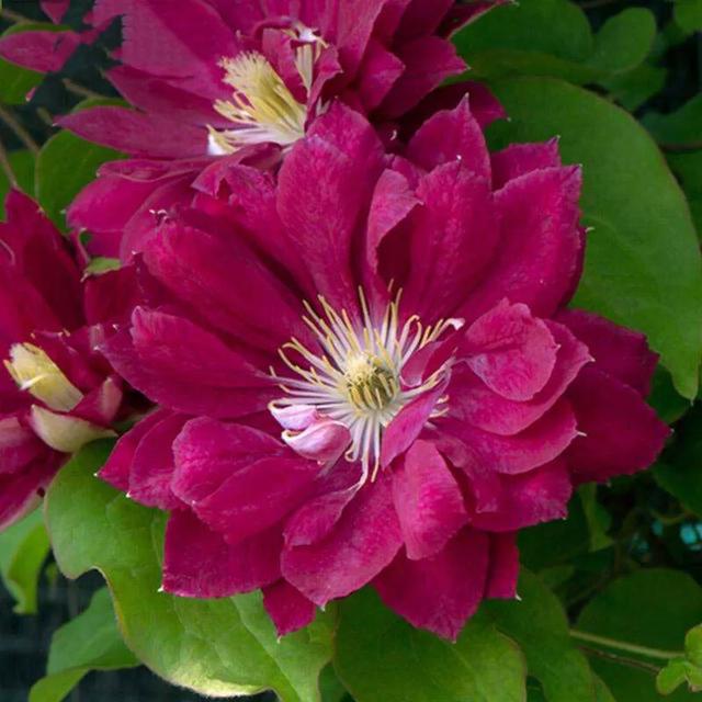 重瓣铁线莲~茎如铁线,花开如莲 重瓣铁线莲~茎如铁线,花开如莲