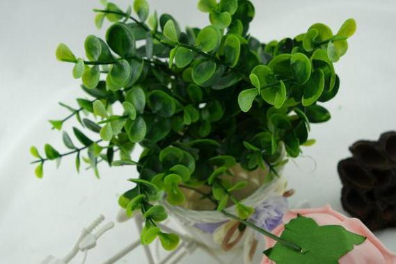 如何养殖尤加利盆栽"显气质"？多注意4个问题，不开花也耐看