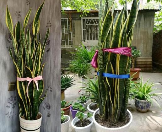 春天养这3款花草，做到多修剪，植株方能越长越旺盛，易爆盆