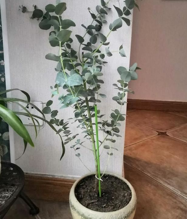 如何养殖尤加利盆栽"显气质"？多注意4个问题，不开花也耐看