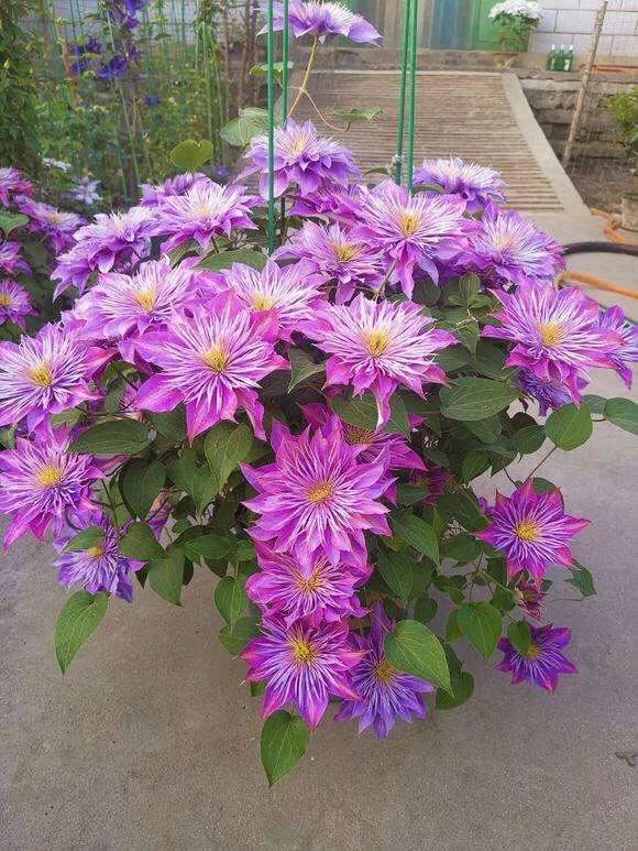 重瓣铁线莲~茎如铁线,花开如莲 重瓣铁线莲~茎如铁线,花开如莲