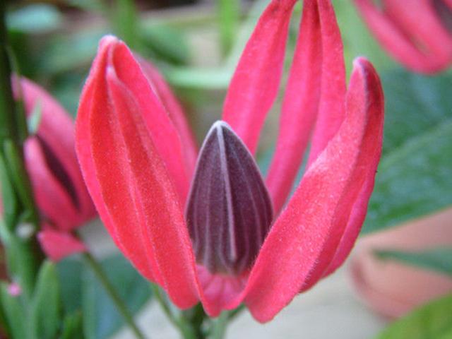 花形奇特的三种“红色”花卉,为冬日增加火热色彩,养好全年开花 花形奇特的三种“红色”花卉,为冬日增加火热色彩,养好全年开花