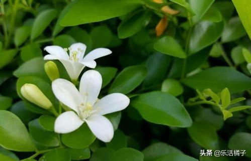 春天养花种花，七里香开花浓郁，枝叶优美，在家养一盆常年飘香