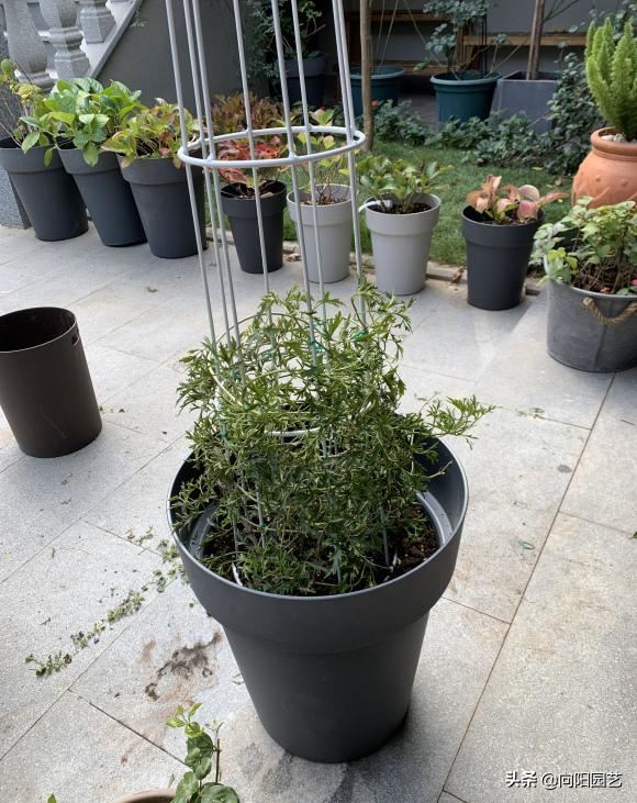 早春适合养铁线莲，4个“实用”小技巧，促花芽，夏天开成花墙