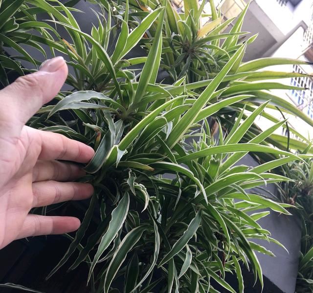 吊兰肉质根比叶片长得还旺？断根分株一个月，吊兰茂盛长出垂吊枝