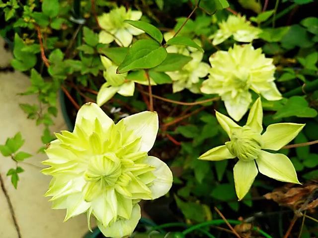 重瓣铁线莲~茎如铁线,花开如莲 重瓣铁线莲~茎如铁线,花开如莲