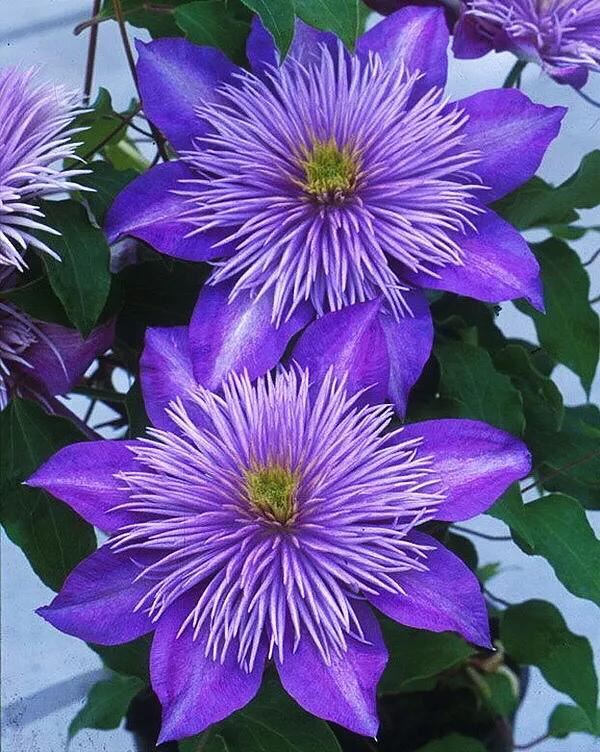 重瓣铁线莲~茎如铁线,花开如莲 重瓣铁线莲~茎如铁线,花开如莲