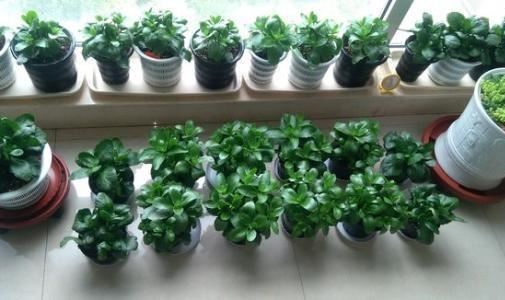 开春变暖要扦插，这2种花沾水冒根，养在家里赏心悦目