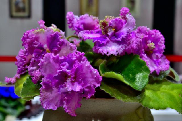 “美丽、真爱永久远！”室内花卉皇后——非洲紫罗兰的养护要点