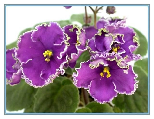 “美丽、真爱永久远！”室内花卉皇后——非洲紫罗兰的养护要点