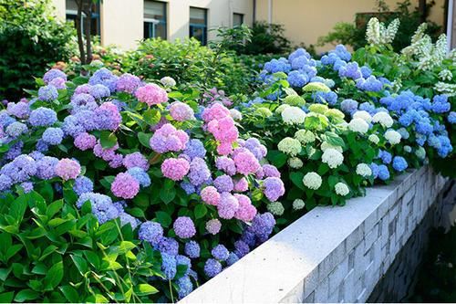 养绣球花要靠“经验”，学会施肥“小秘诀”，蹿芽快开花多