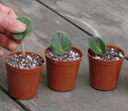 “美丽、真爱永久远！”室内花卉皇后——非洲紫罗兰的养护要点