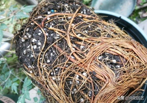 早春适合养铁线莲，4个“实用”小技巧，促花芽，夏天开成花墙