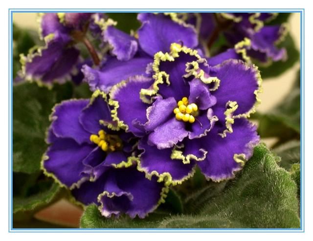 “美丽、真爱永久远！”室内花卉皇后——非洲紫罗兰的养护要点