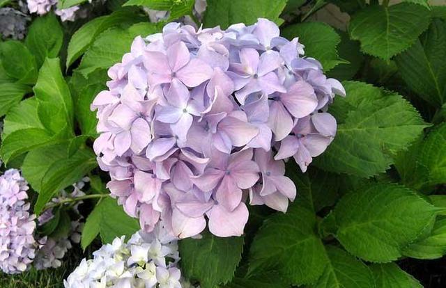养绣球花要靠“经验”，学会施肥“小秘诀”，蹿芽快开花多