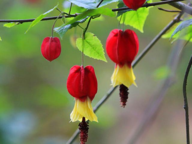 花形奇特的三种“红色”花卉,为冬日增加火热色彩,养好全年开花 花形奇特的三种“红色”花卉,为冬日增加火热色彩,养好全年开花