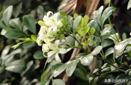 春天养花种花，七里香开花浓郁，枝叶优美，在家养一盆常年飘香