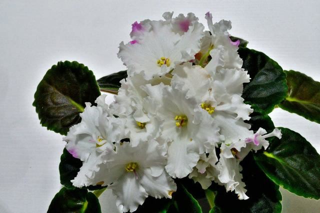 “美丽、真爱永久远！”室内花卉皇后——非洲紫罗兰的养护要点