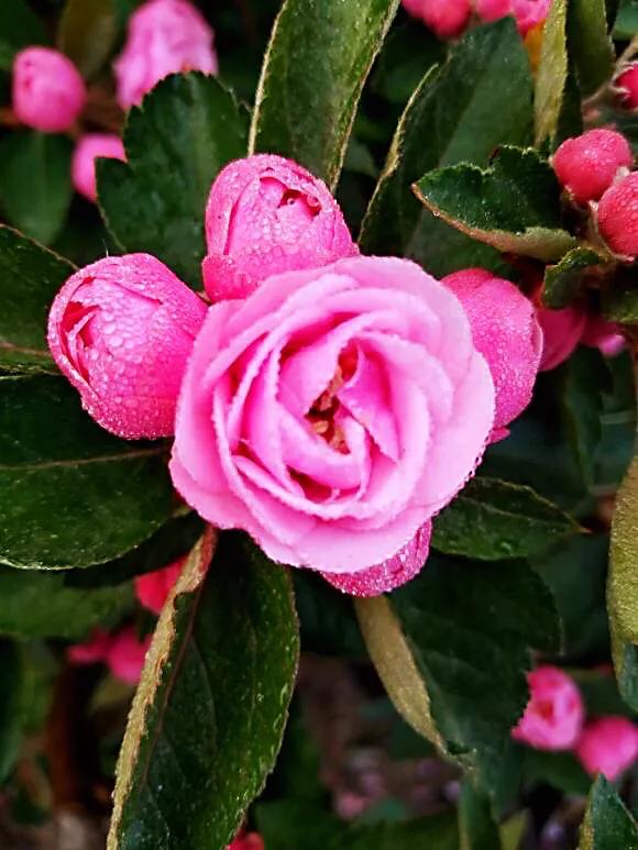 白兰地海棠～一种让人惊艳的海棠花